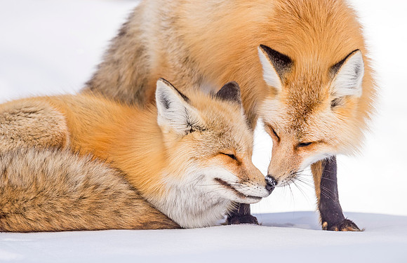 Red_Fox_GTNP-2016_5