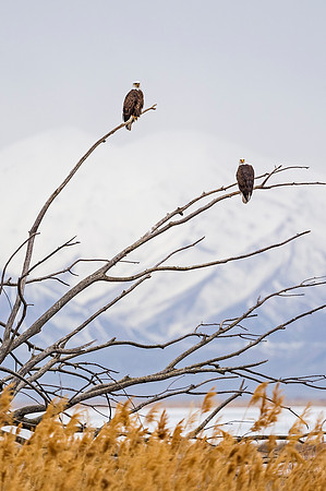 Bald_eagle_pair_FB_1