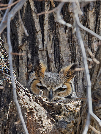 Great Horned Owl 16