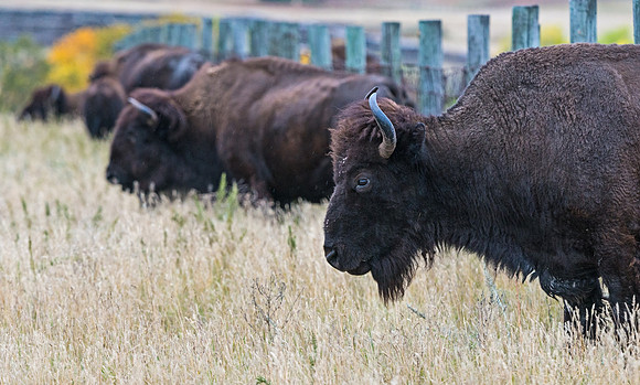 Bison_roundup_15