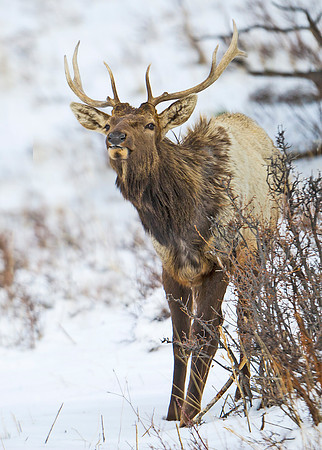 Elk_27