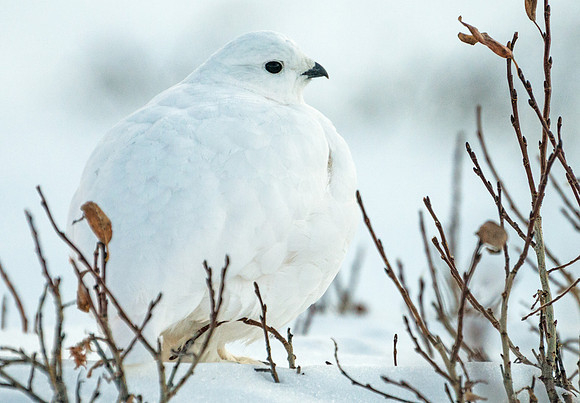 White-tailed_ptarmigan_32