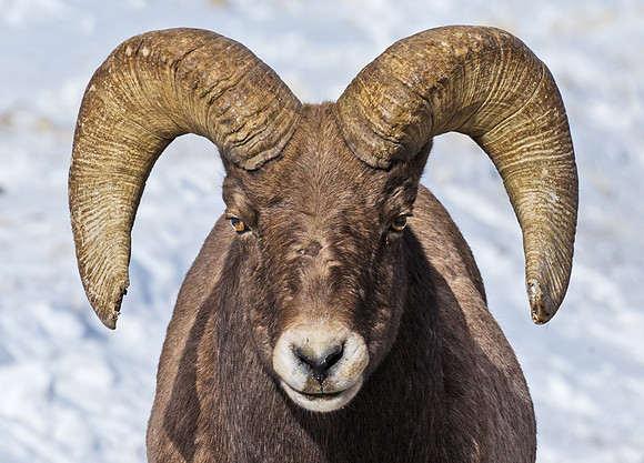 Bighorn_ram_77