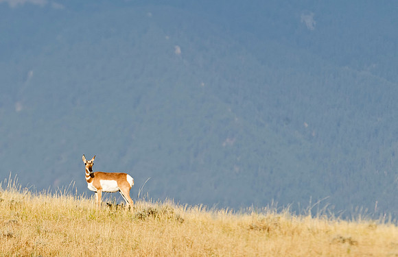 Pronghorn_antelope_9
