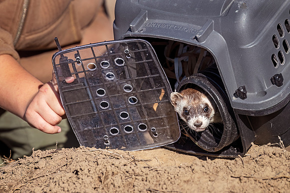 Black-footed_ferret_Lamar_2024-2