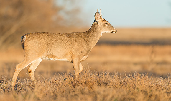 White-tailed_deer_49