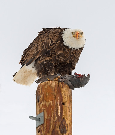 Bald_Eagle_7