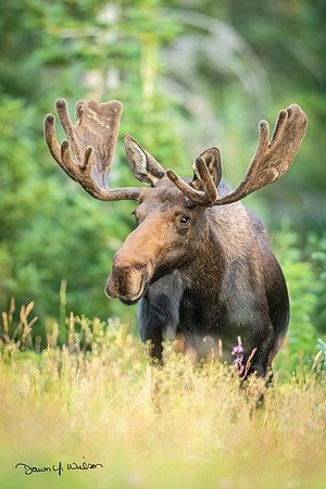 Moose_CSFSP_2021_5