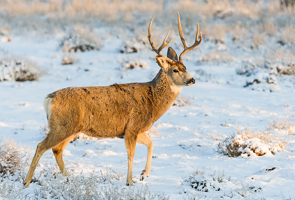Mule_deer_buck_74