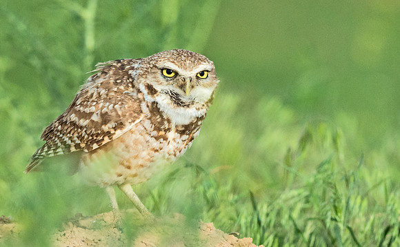 Burrowing_owl_11