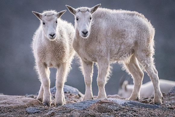 Mountain_goat_MBS_2024_5