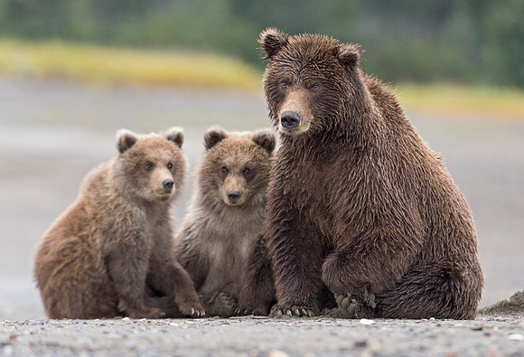 Brown_bear_LC_1