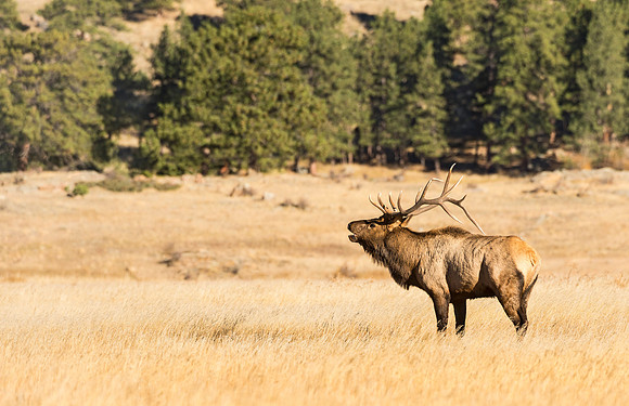 Elk_51