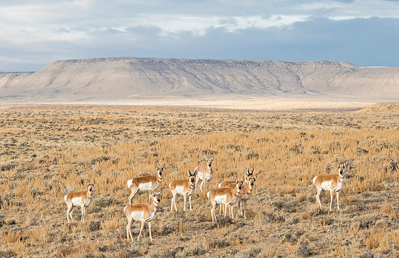 Pronghorn_antelope_13