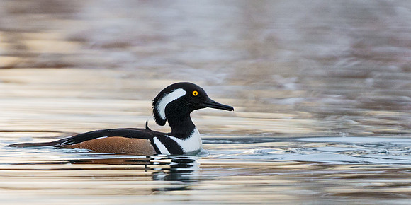 Hooded_merganser_17