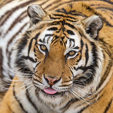 Siberian_Tiger_1