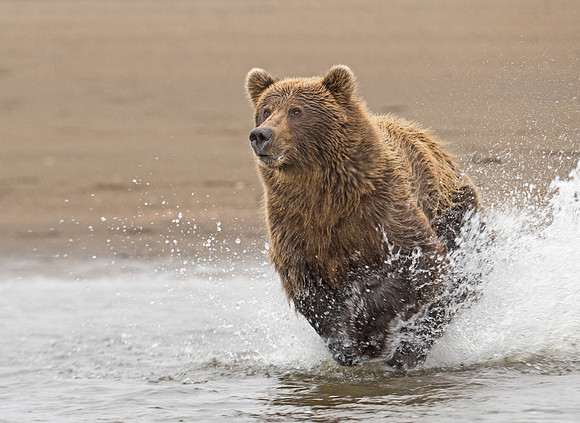 Brown_Bear_LC_22