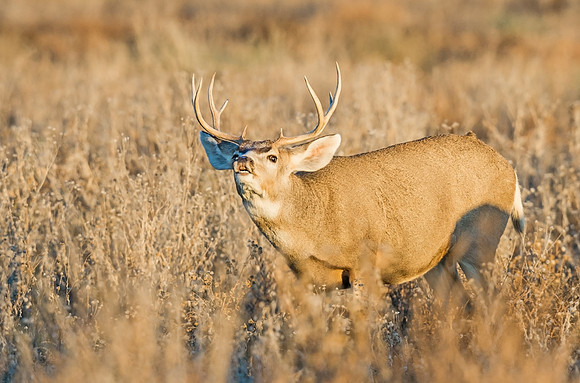 Mule_deer_32
