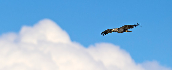 Bald_eagle_104