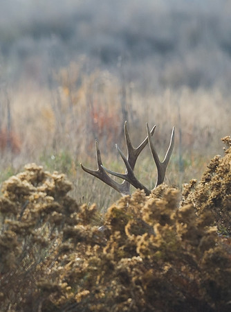 Mule_deer_buck_38