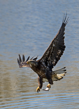 Bald_eagle_109