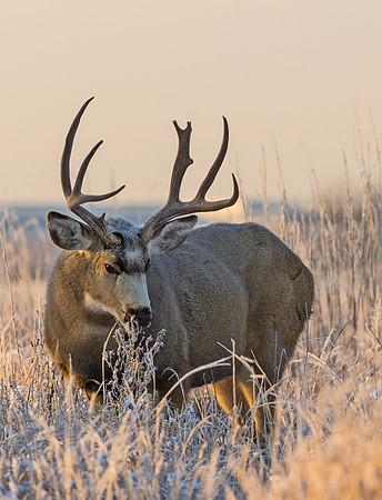 Mule_deer_buck_77