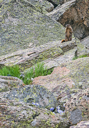 Marmot_17