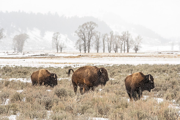 Bison_YNP_2024_3