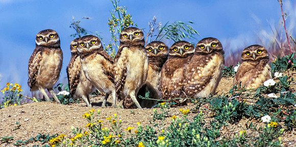 8 - Burrowing Owl Babies