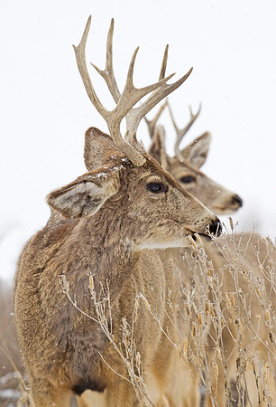 Mule_deer_102