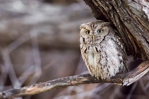 Eastern_screech_owl_2
