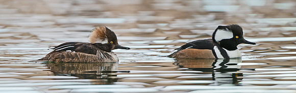 Hooded_merganser_12