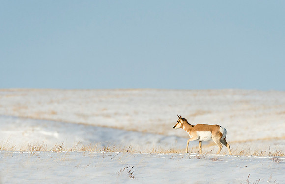 pronghorn_Laramie_4