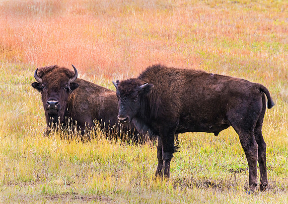 Bison_48