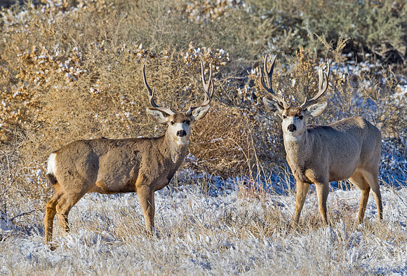 Mule_deer_90