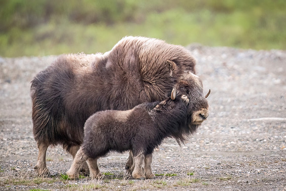 Muskox_Nome_2023_14
