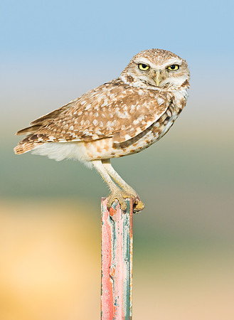 Burrowing_owl_13