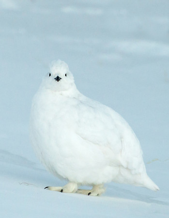 White-tailed_ptarmigan_35