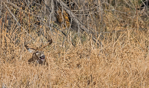 White-tailed_deer_45