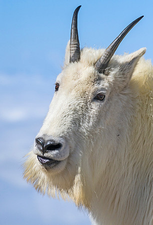 Mountain_goat_25