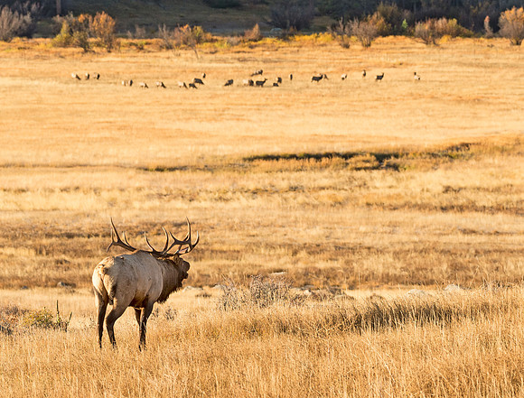 Elk_42