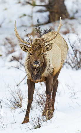 Elk_26