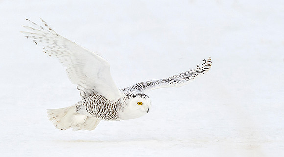 Snowy_owl_13