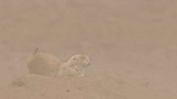 Black_tailed_prairie_dog_13