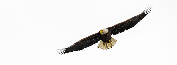 Bald_eagle_40