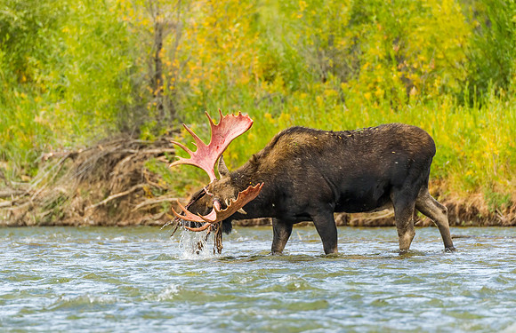 Moose_GTNP_2016_2