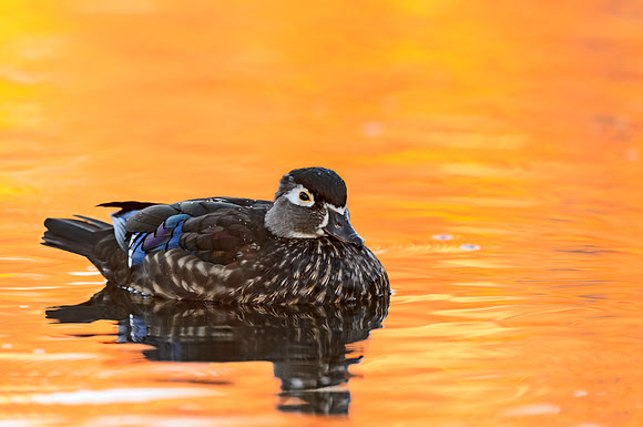Wood_duck_hen_45