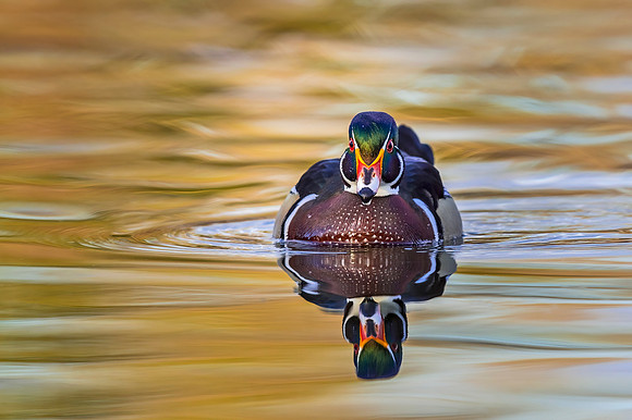Wood_duck_Tingley_2019_4