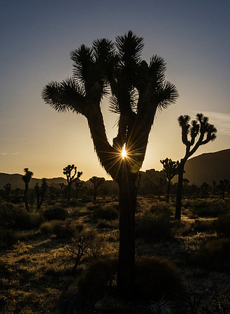 Joshua_Tree_National_Park_4