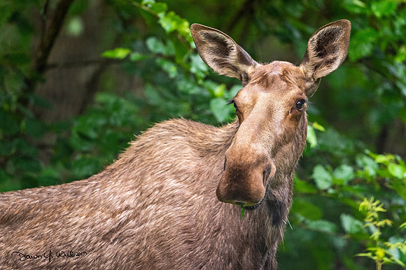 Moose_KP_2021_2